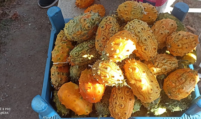 Boynuzlu Kavun