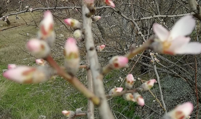 Monilya (Mumya) Hastalığı: