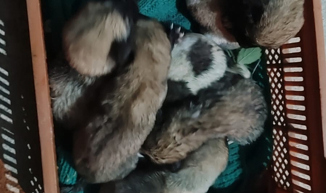 İtfaiye Ekipleri Minik Yavru Köpekleri Kurtardı