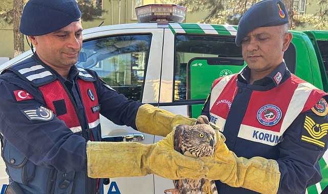 Yabani Kızıl Şahin Koruma Altına Alındı