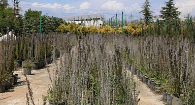 Battalgazi’de Parklar Yenilendi, Yeşil Alanlar Genişletildi