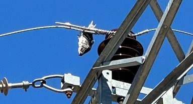 “Yok Artık” Dedirten Olay! Keban’da Elektrik Kesintisinin Sebebi Balık Çıktı