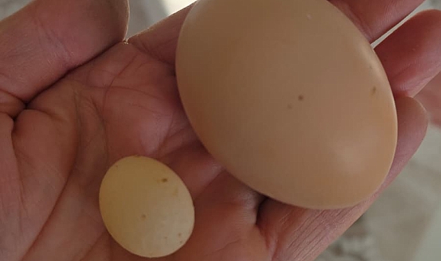 “Böylesini Daha Önce Gördünüz Mü?”