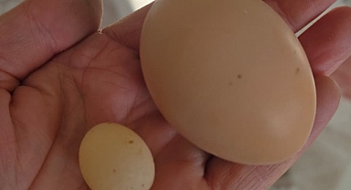 “Böylesini Daha Önce Gördünüz Mü?”