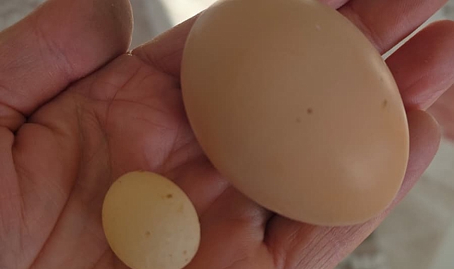 “Böylesini Daha Önce Gördünüz Mü?”