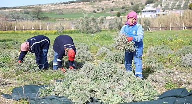 Didim Belediyesi’nden “Üreten Belediyecilik” Uygulaması