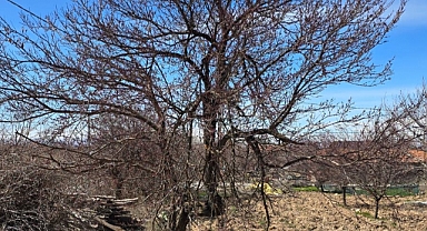 Kayısı Ağaçlarında İlkbahar İlaçlama Proğramı
