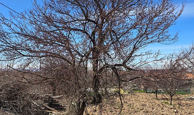 Kayısı Ağaçlarında İlkbahar İlaçlama Proğramı