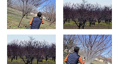 Kayısı Bahçelerinde “Domur” Dönemi Başladı