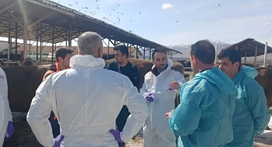 Korkulan Oldu Malatya'da Şap Alarmı! O İlçe Karantinaya Alındı