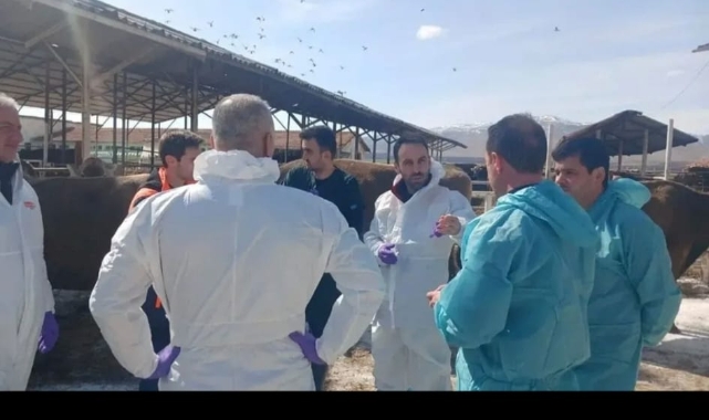 Korkulan Oldu Malatya'da Şap Alarmı! O İlçe Karantinaya Alındı