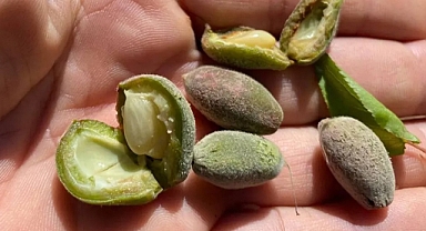 Başkan Kılıç : Komisyon Oyalamasıyla Uğraştırmadan Üreticimizin İmdadına Yetişin