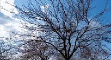 Monilya Hastalığı Sonrası Alınması Gereken Önlemler