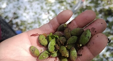 Yıldız: “Kayısı üreticisinin yanındayız, yaralar sarılmalı”