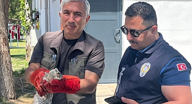 Battalgazi Zabıtası Bulduğu Yavru Baykuşu Koruma Altına Aldı